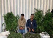 Polres Tanah Karo Kembali Temukan Ladang Ganja