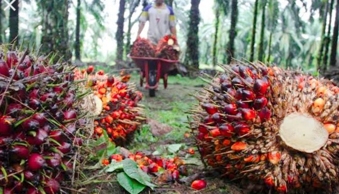 Kabar Baik bagi Petani Sawit Riau, Harga TBS Kembali Naik, Ini Penjelasannya