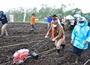 Tanam Perdana Program TJPS Mandiri, Bupati Manggarai Ingin Para Petani Serius Dalam Bekerja