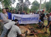 Idul Adha 1443 H, Medco E&P Natuna Ltd Salurkan 5 Ekor Sapi Kurban Bagi Masyarakat