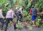Polsek Siantan Respon Cepat Evakuasi Pohon Tumbang di Jalan Kampung Baru