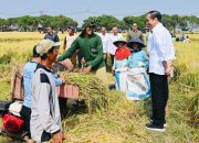 Panen Raya di Indramayu, Presiden Pastikan Produksi Padi Baik
