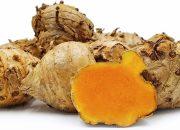 Temulawak Ditetapkan Sebagai Tanaman Obat Unggulan Indonesia