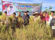 Bupati dan Wabup Panen Padi di Desa Payak