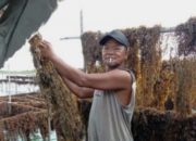 Rengkam, Rumput Laut yang Membawa Berkah bagi Nelayan di Pulau Medang, Lingga