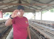 Telur Ayam Desa Lingai Siap Penuhi Pasar Lokal: Panen Perdana Berhasil Digelar