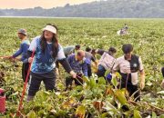 BP Batam Kembali Bersihkan Gulma di Waduk Duriangkang