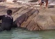 Buaya Incar Ikan di Keramba Pulau Jemaja, Tersangkut dan Mati
