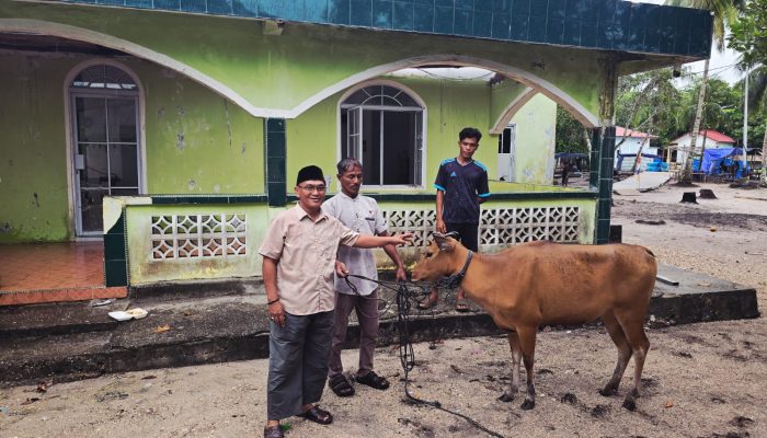Enam Ekor Sapi Kurban Dibagikan Merata, Idul Adha Penuh Bahagia di Pasir Panjang