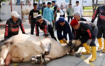 Pemko Batam Salurkan 66 Hewan Kurban