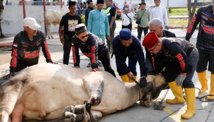 Pemko Batam Salurkan 66 Hewan Kurban