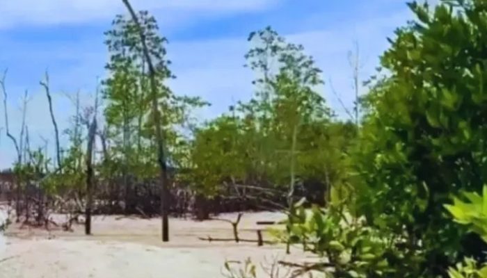 Pemkab Rohil dan Polda Riau Selamatkan Mangrove Sinaboi