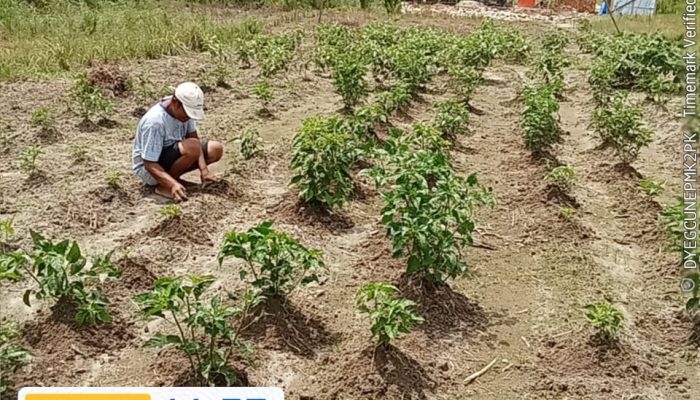 Cabai Rawit Pak Jhon Tumbuh Subur di Simpang Empat