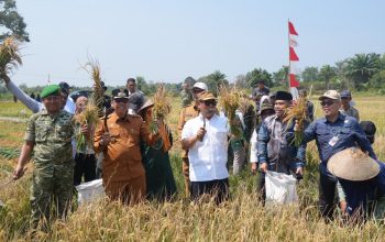 Wagub Kepri Nyanyang Panen Raya Padi di Bunguran Batubi, Dorong Produktivitas Petani
