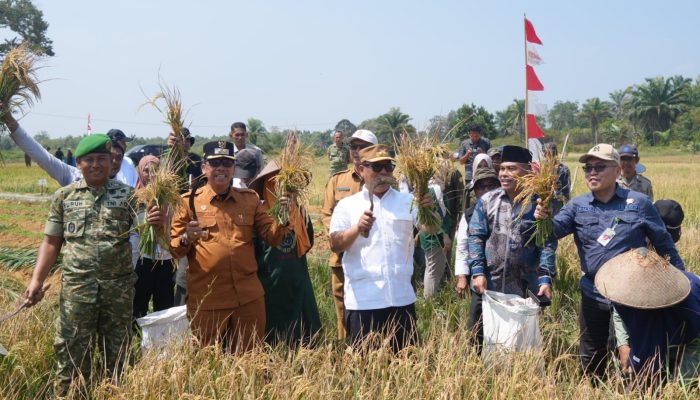 Hadiri Panen Raya Bersama Wagub Kepri, H. Mustamin Bakri Dorong Natuna Mandiri Pangan